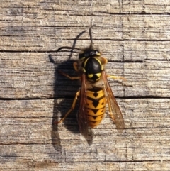 Vespula germanica (German Yellowjacket Wasp (also known as European Wasp)) at Buckajo, NSW - 6 Apr 2017 by alirodway