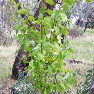 Prunus sp. at Hughes, ACT - 5 Apr 2017