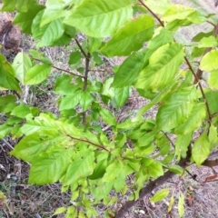 Prunus sp. at Hughes, ACT - 5 Apr 2017 12:00 AM