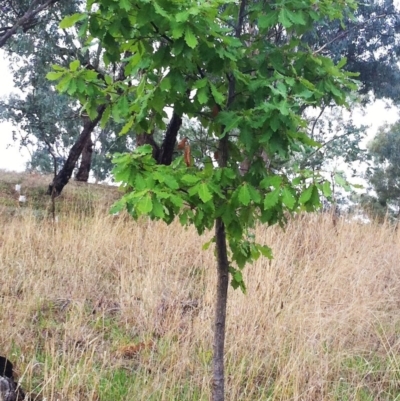 Quercus robur (English Oak) at Hughes, ACT - 4 Apr 2017 by ruthkerruish
