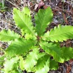 Quercus robur at Hughes, ACT - 5 Apr 2017 12:00 AM