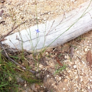 Wahlenbergia capillaris at Hughes, ACT - 5 Apr 2017