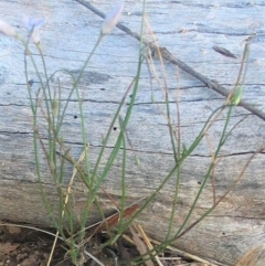 Wahlenbergia capillaris at Hughes, ACT - 5 Apr 2017