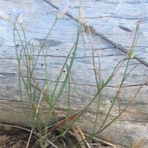 Wahlenbergia capillaris at Hughes, ACT - 5 Apr 2017