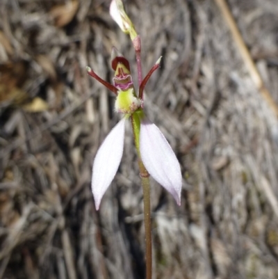 Eriochilus cucullatus (Parson's Bands) at Point 5363 - 5 Apr 2017 by RWPurdie