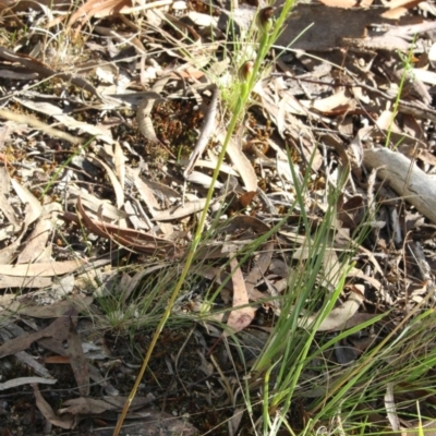 Speculantha rubescens (Blushing Tiny Greenhood) at MTR591 at Gundaroo - 5 Apr 2017 by MaartjeSevenster