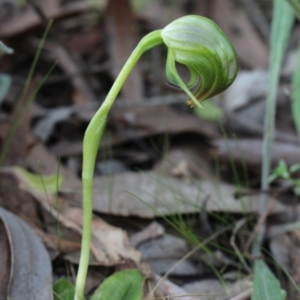 Pterostylis nutans at Gundaroo, NSW - 28 Sep 2015