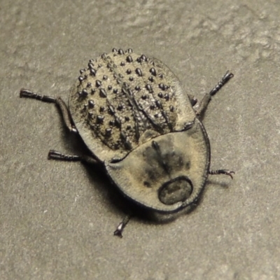 Helea ovata (Pie-dish beetle) at Kambah, ACT - 23 Jan 2017 by michaelb