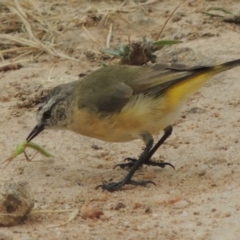 Acanthiza chrysorrhoa (Yellow-rumped Thornbill) at Urambi Hills - 24 Jan 2017 by michaelb