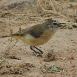 Acanthiza chrysorrhoa at Kambah, ACT - 24 Jan 2017