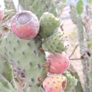 Opuntia stricta at Urambi Hills - 24 Jan 2017