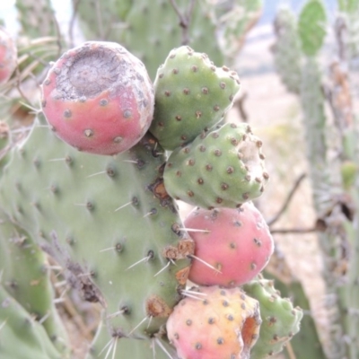 Opuntia stricta (Common Prickly Pear) at Urambi Hills - 24 Jan 2017 by michaelb