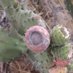 Opuntia stricta at Urambi Hills - 24 Jan 2017