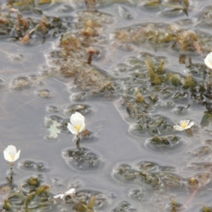 Egeria densa at Urambi Hills - 6 Feb 2017