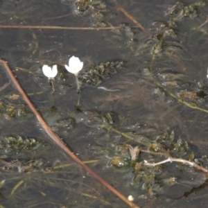 Egeria densa at Urambi Hills - 6 Feb 2017