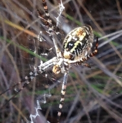 Argiope trifasciata (Banded orb weaver) at Burra, NSW - 6 Apr 2017 by Safarigirl