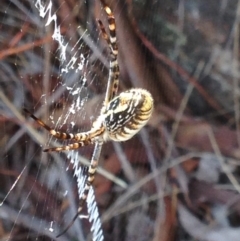 Argiope trifasciata at Burra, NSW - 7 Apr 2017