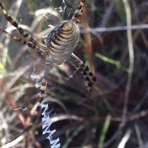 Argiope trifasciata at Burra, NSW - 7 Apr 2017