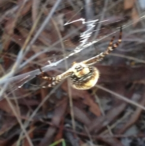 Argiope trifasciata at Burra, NSW - 7 Apr 2017