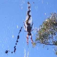 Trichonephila edulis (Golden orb weaver) at Burra, NSW - 7 Apr 2017 by Safarigirl