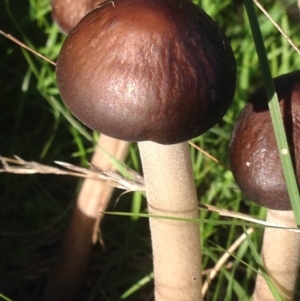 Oudemansiella gigaspora group at Burra, NSW - 7 Apr 2017