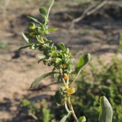 Atriplex semibaccata (Creeping Saltbush) at Paddys River, ACT - 1 Apr 2017 by michaelb