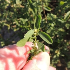 Atriplex semibaccata at Paddys River, ACT - 1 Apr 2017 06:07 PM