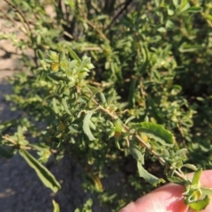 Atriplex semibaccata at Paddys River, ACT - 1 Apr 2017 06:07 PM