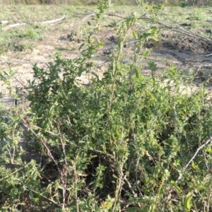 Atriplex semibaccata at Paddys River, ACT - 1 Apr 2017