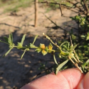 Atriplex semibaccata at Paddys River, ACT - 1 Apr 2017