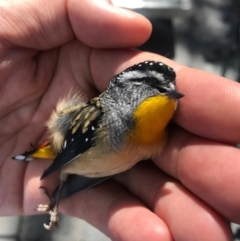 Pardalotus punctatus at Canberra, ACT - 7 Apr 2017 11:39 AM