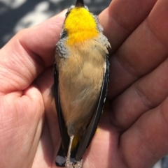 Pardalotus punctatus at Canberra, ACT - 7 Apr 2017 11:39 AM