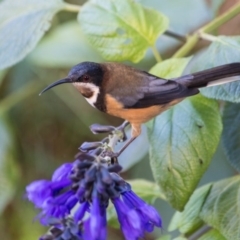 Acanthorhynchus tenuirostris (Eastern Spinebill) at Murrumbateman, NSW - 6 Apr 2017 by SallyandPeter