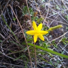 Hypoxis hygrometrica var. villosisepala at Kambah, ACT - 7 Apr 2017 11:52 AM