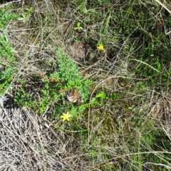 Hypoxis hygrometrica var. villosisepala at Kambah, ACT - 7 Apr 2017 11:52 AM