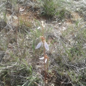 Eriochilus cucullatus at Lawson, ACT - 7 Apr 2017