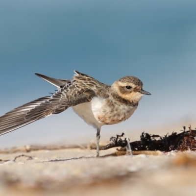 Anarhynchus bicinctus (Double-banded Plover) at Eden, NSW - 4 Apr 2017 by Leo