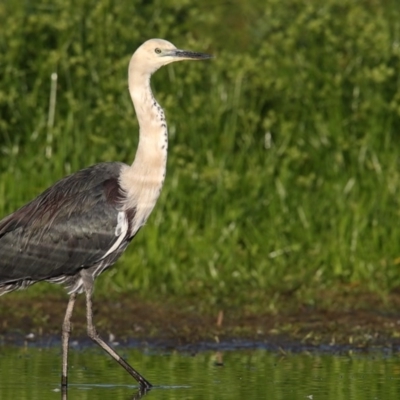 Ardea pacifica (White-necked Heron) at Pambula, NSW - 6 Apr 2017 by Leo