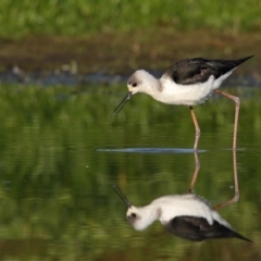 Himantopus leucocephalus (Pied Stilt) at Pambula, NSW - 6 Apr 2017 by Leo