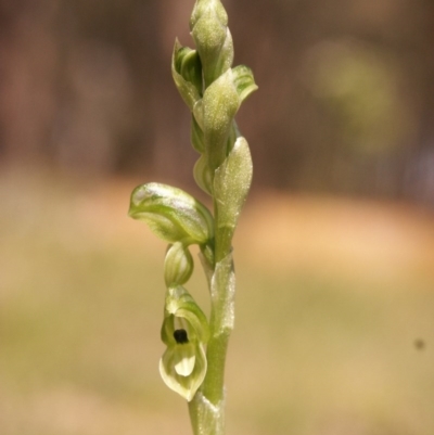 Hymenochilus bicolor (Black-tip Greenhood) at Gundaroo, NSW - 4 Oct 2014 by MaartjeSevenster