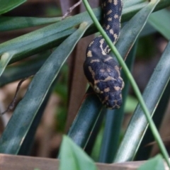 Morelia spilota spilota (Diamond Python) at Barragga Bay, NSW - 7 Apr 2017 by narelle