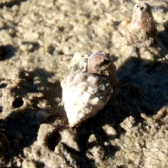 Bembicium auratum (Gold-mouthed Conniwink) at Batemans Marine Park - 8 Jun 2009 by Jennyncmg