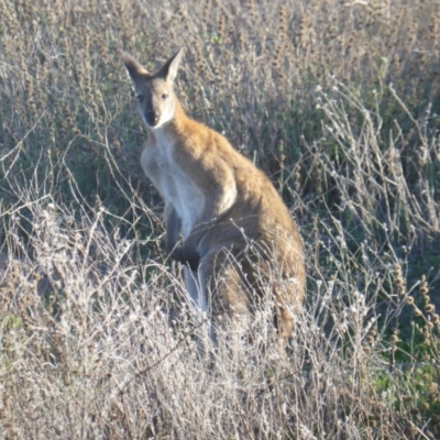 Notamacropus rufogriseus (Red-necked Wallaby) at Isaacs Ridge - 7 Apr 2017 by Mike