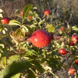 Rosa rubiginosa at Isaacs Ridge - 7 Apr 2017