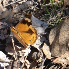Heteronympha merope (Common Brown Butterfly) at Isaacs Ridge Offset Area - 1 Apr 2017 by Mike