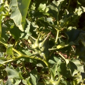 Datura ferox at Isaacs Ridge - 7 Apr 2017