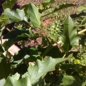 Datura stramonium at Symonston, ACT - 7 Apr 2017 03:16 PM