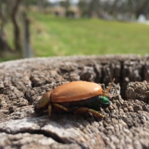 Anoplognathus brunnipennis at Wallaroo, NSW - 8 Apr 2017 12:23 PM