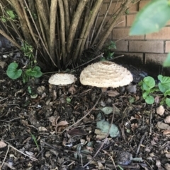 Chlorophyllum sp. at Duffy, ACT - 7 Apr 2017 by UserDlgfRpPU