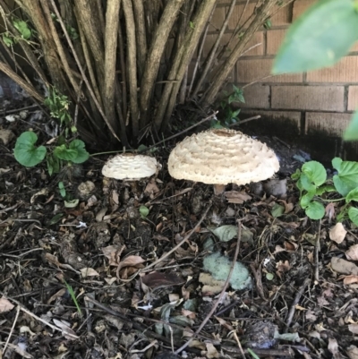 Chlorophyllum sp. at Duffy, ACT - 7 Apr 2017 by UserDlgfRpPU